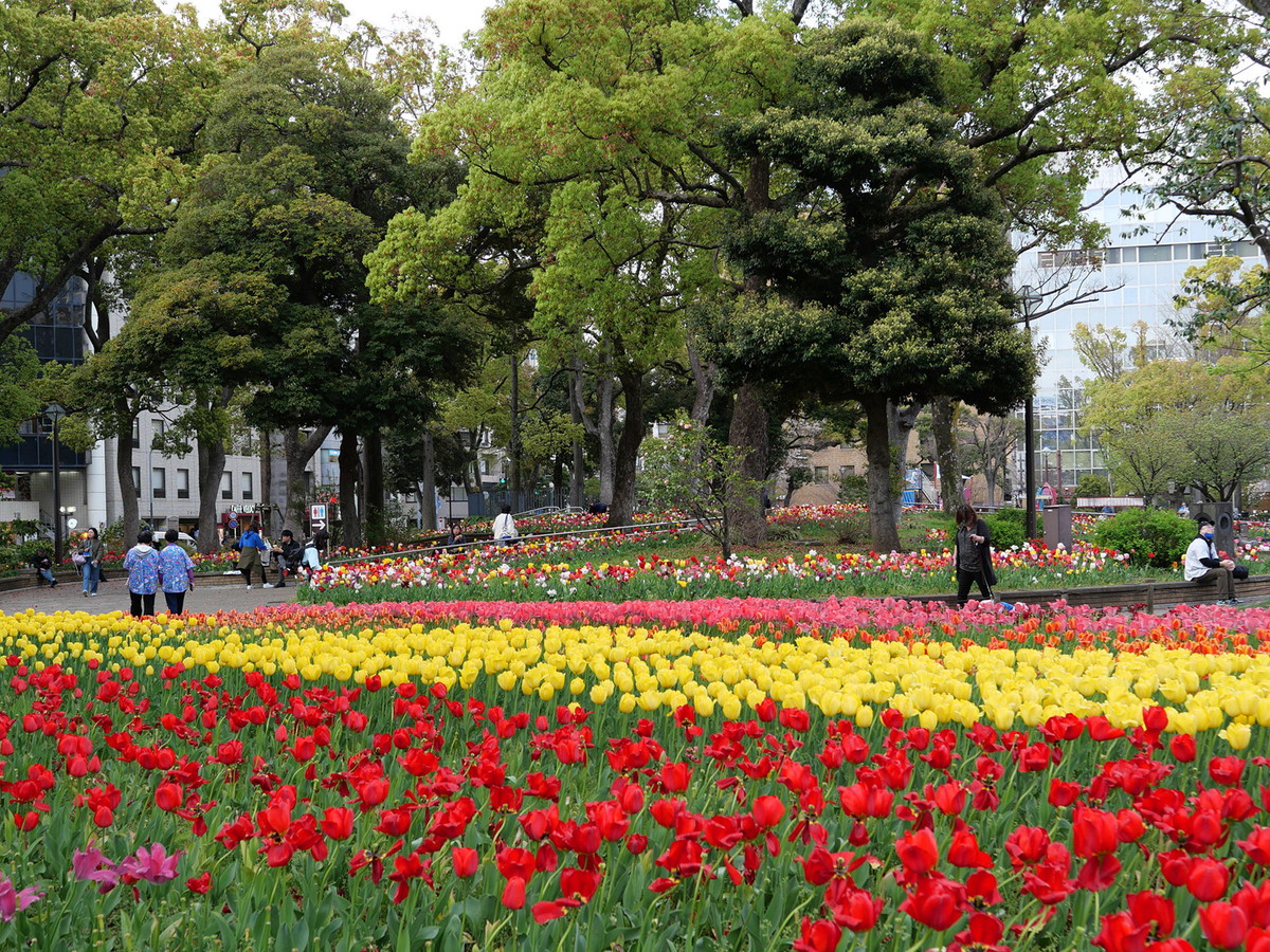 この日は横浜公園のチューリップが満開でした！