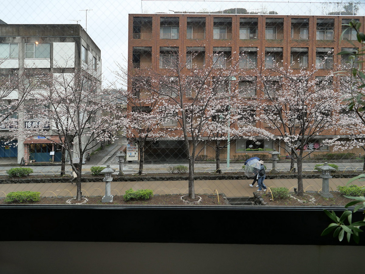窓から見える段葛の桜並木は5分咲きでした