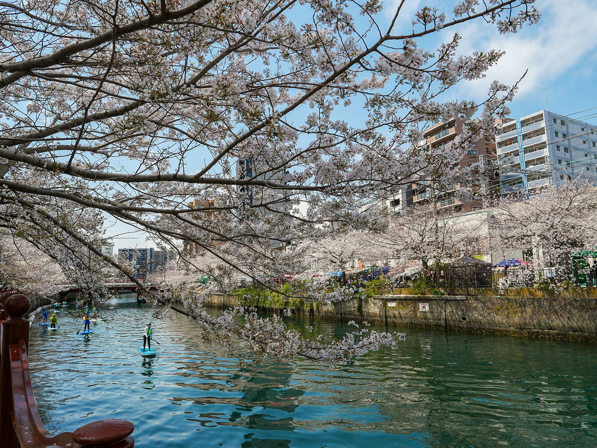 大岡川沿いのソメイヨシノがきれいでした！（2025年4月5日撮影）