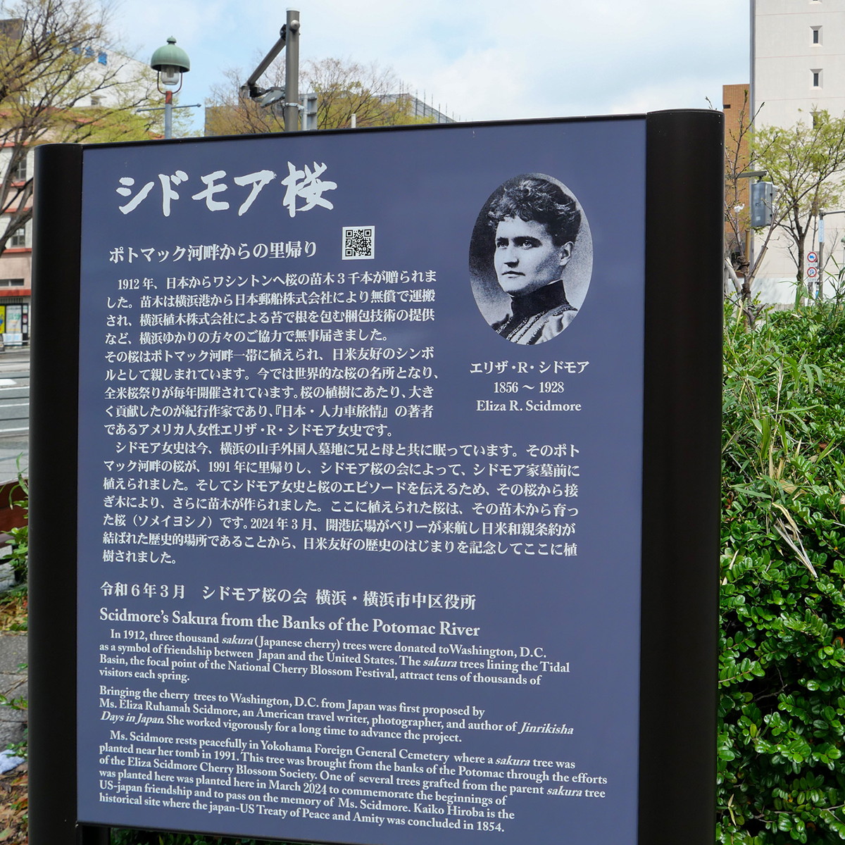2023年3月22日に植樹された開港広場（横浜市中区日本大通）の説明板