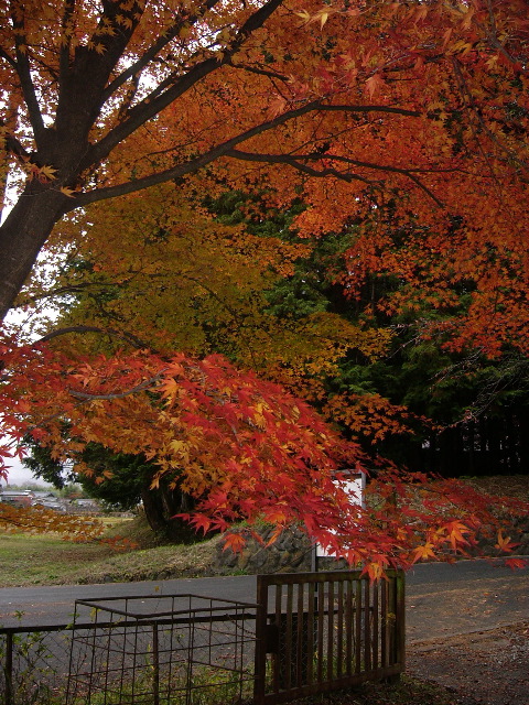 f:id:traxtrax:20081113134649j:image