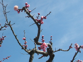 f:id:traxtrax:20090327101806j:image