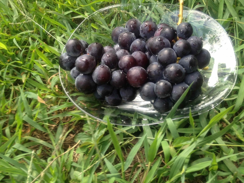 f:id:traxtrax:20120907142900j:image:w360