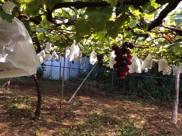 f:id:treasureboxes:20170929083218j:plain