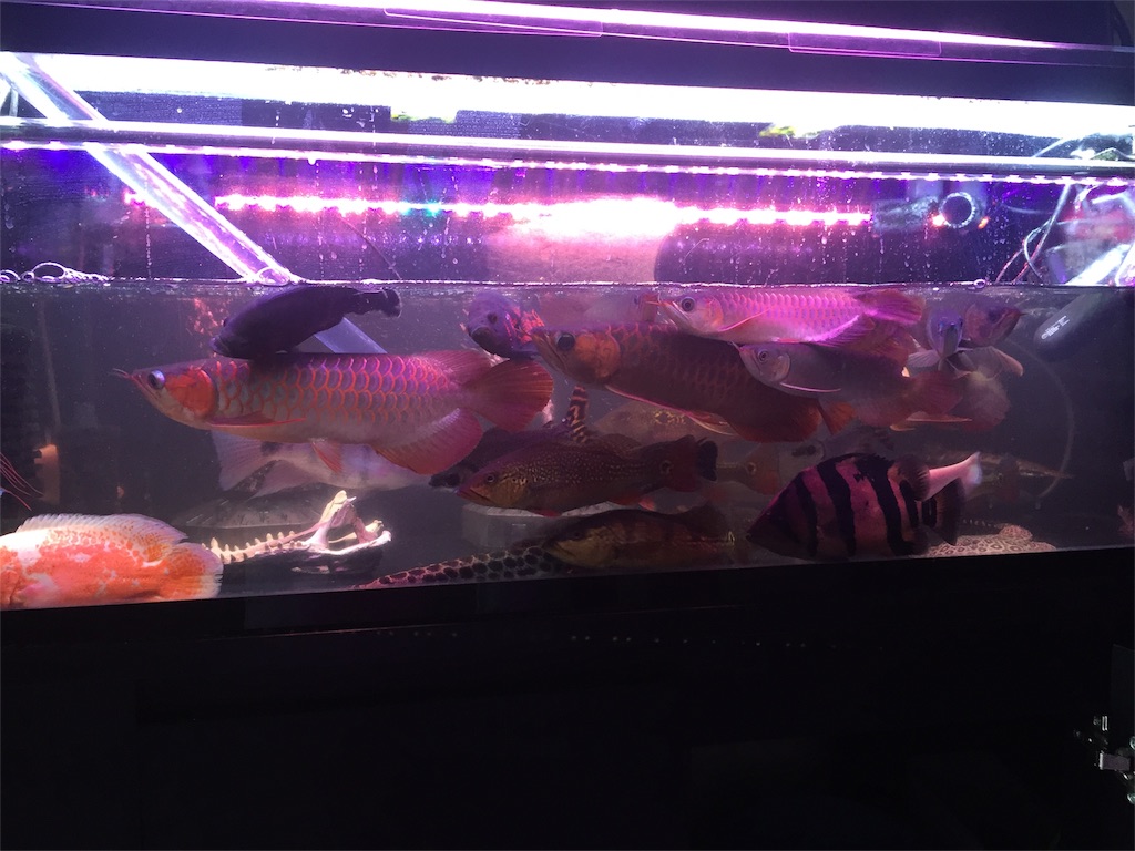 f:id:trebor77:20180602052555j:image