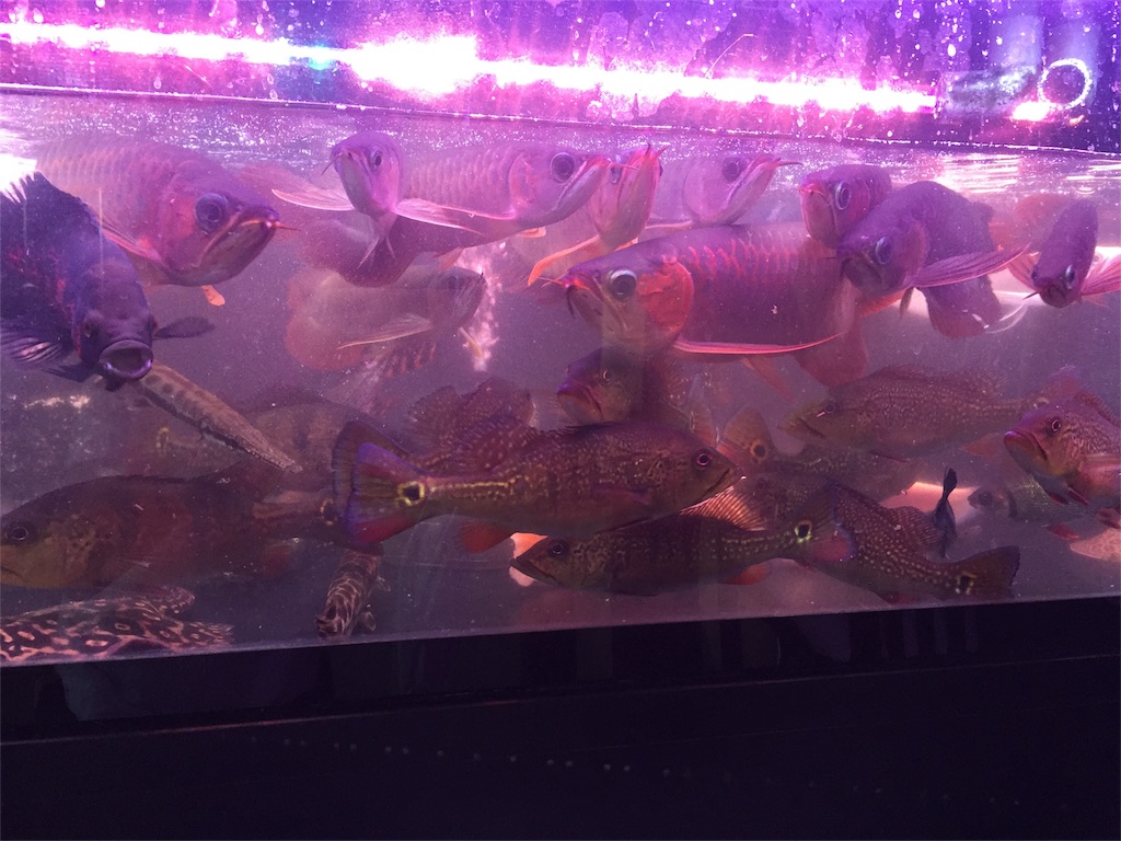 f:id:trebor77:20180602054008j:image