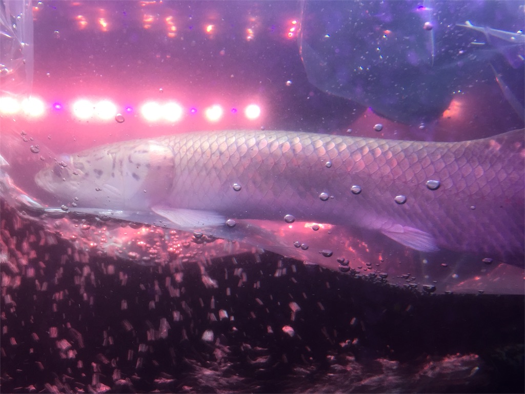 f:id:trebor77:20180602154156j:image