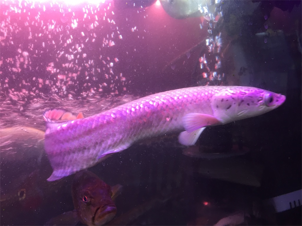 f:id:trebor77:20180602154205j:image