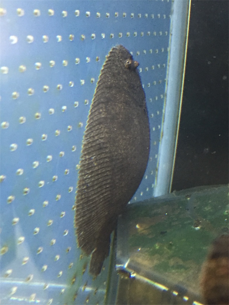 f:id:trebor77:20180602154358j:image