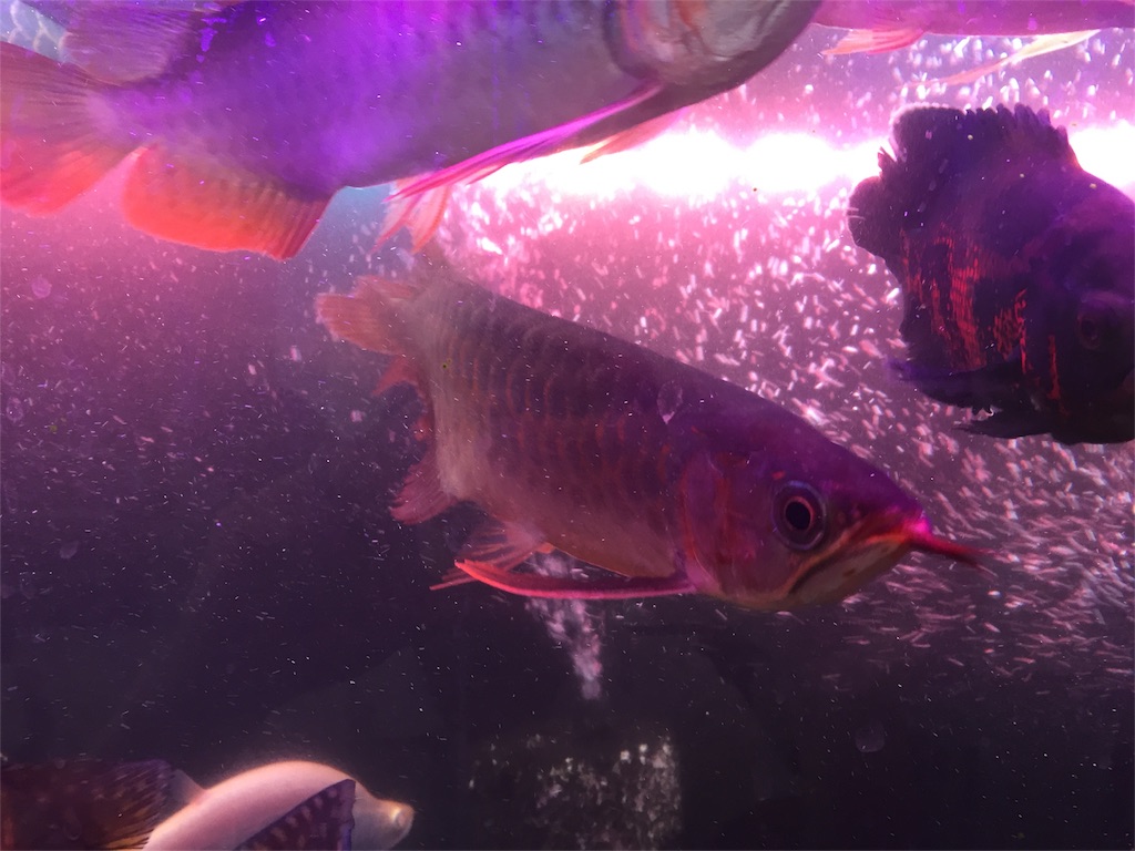 f:id:trebor77:20180605181951j:image