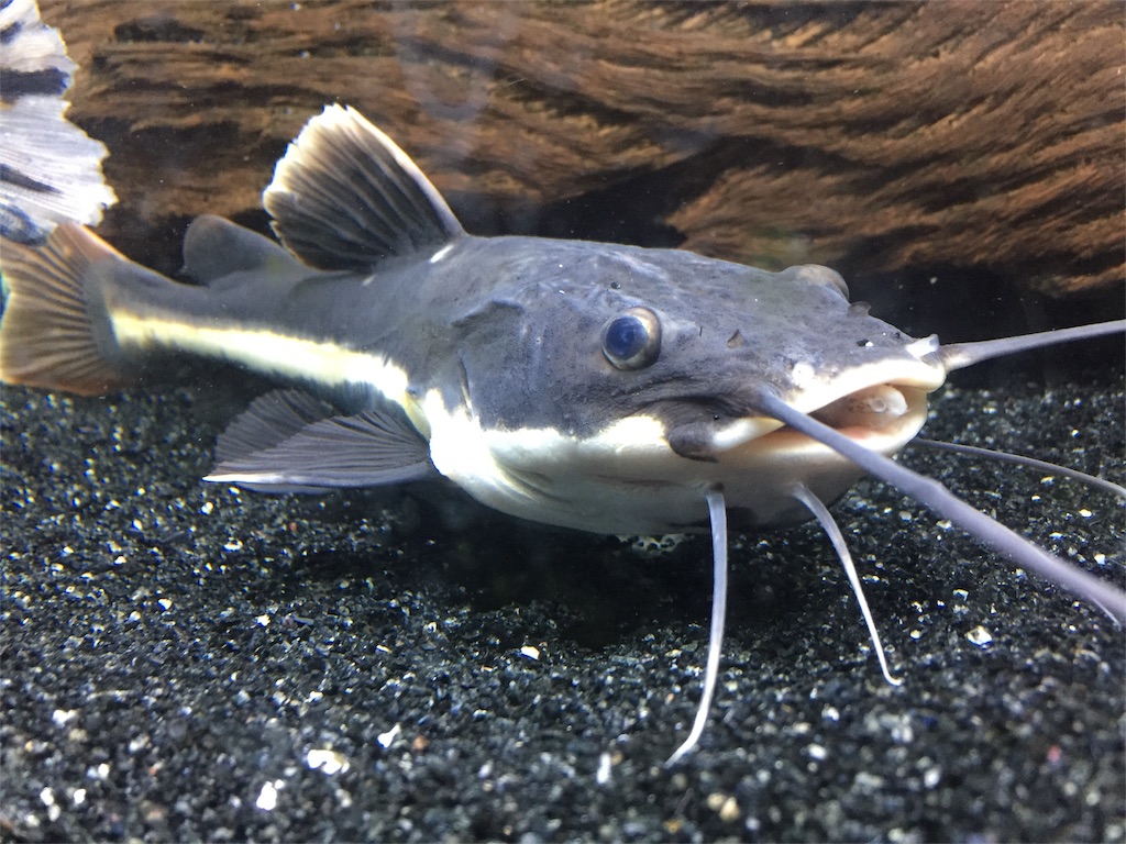 f:id:trebor77:20180608220744j:image