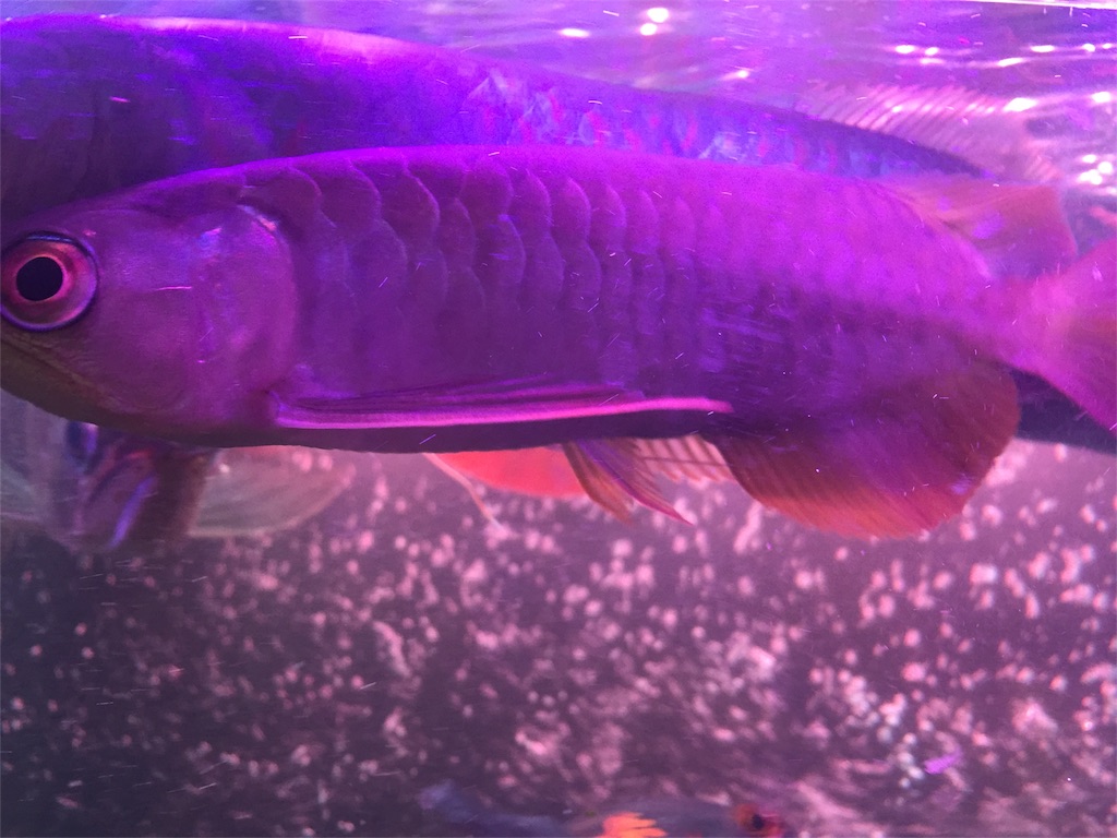 f:id:trebor77:20180609110949j:image f:id:trebor77:20180609110949j:image