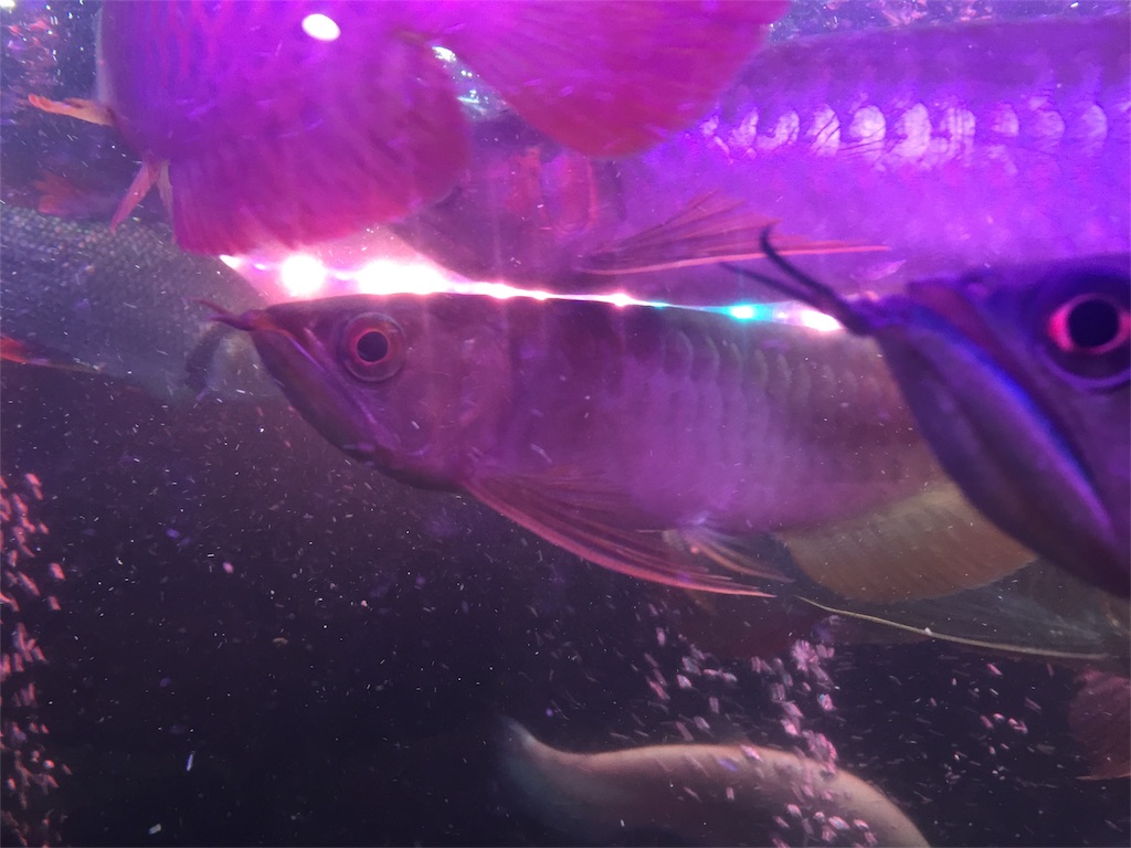 f:id:trebor77:20180609111005j:image f:id:trebor77:20180609111005j:image