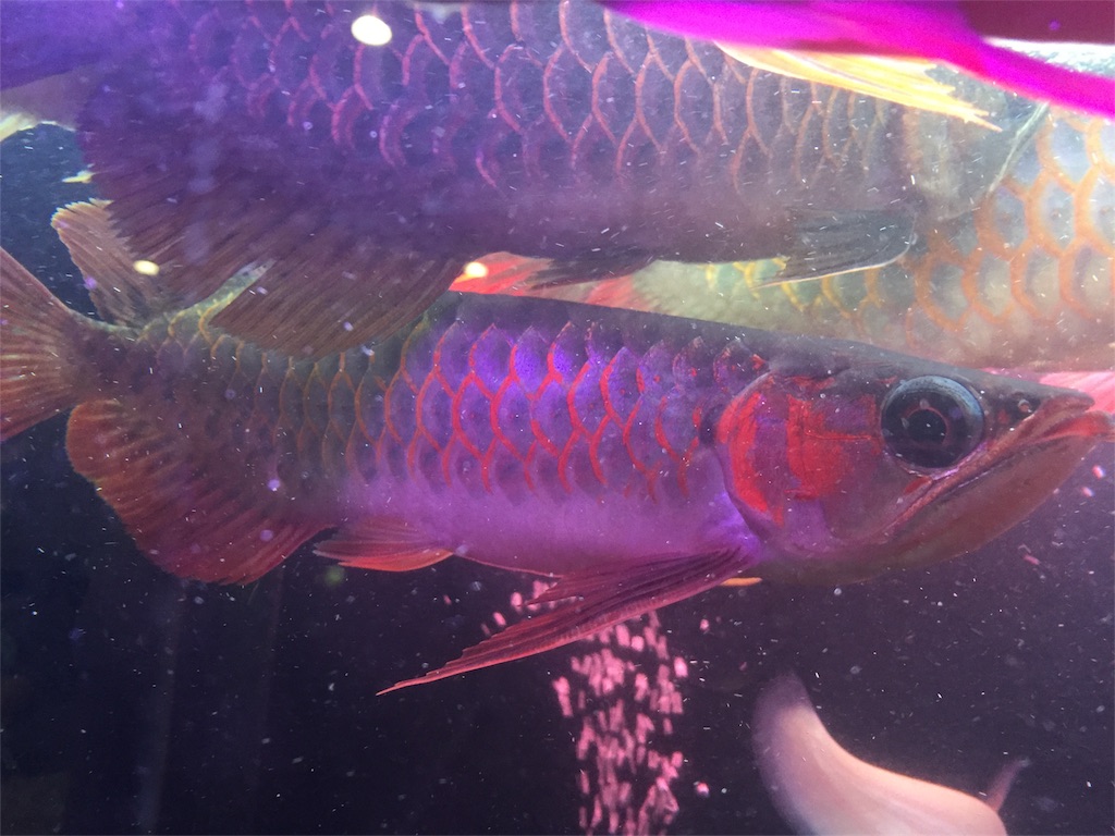 f:id:trebor77:20180610072832j:image