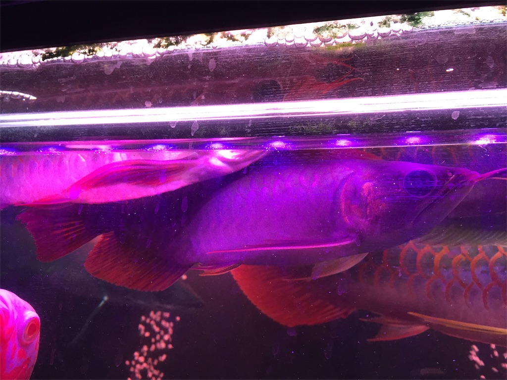 f:id:trebor77:20180613080316j:image