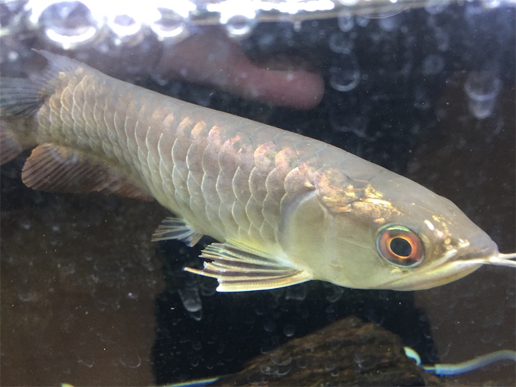 f:id:trebor77:20180614073920j:image