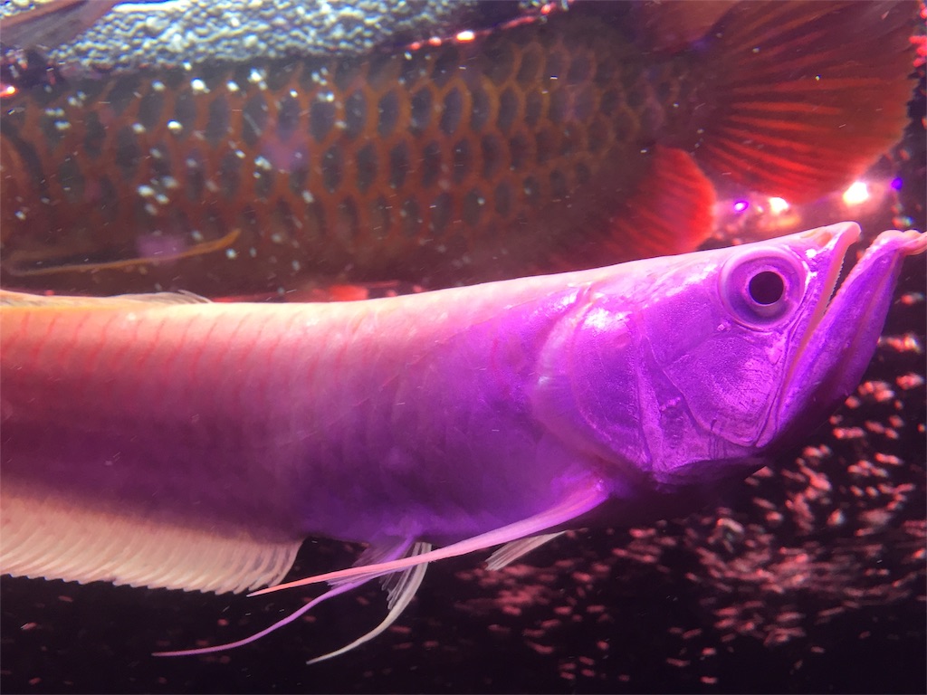 f:id:trebor77:20180614140702j:image