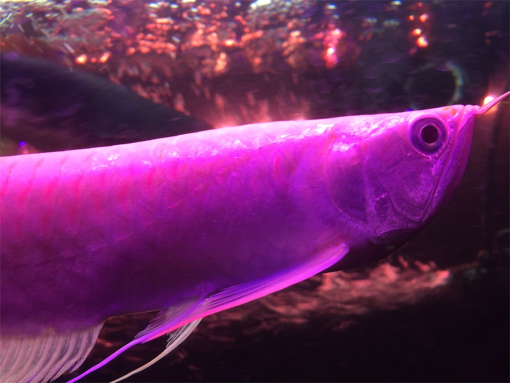 f:id:trebor77:20180614140713j:image