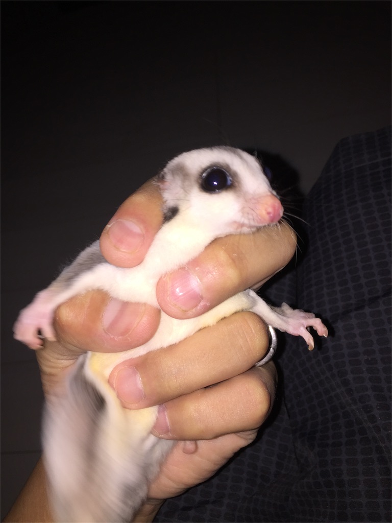 f:id:trebor77:20180615220156j:image