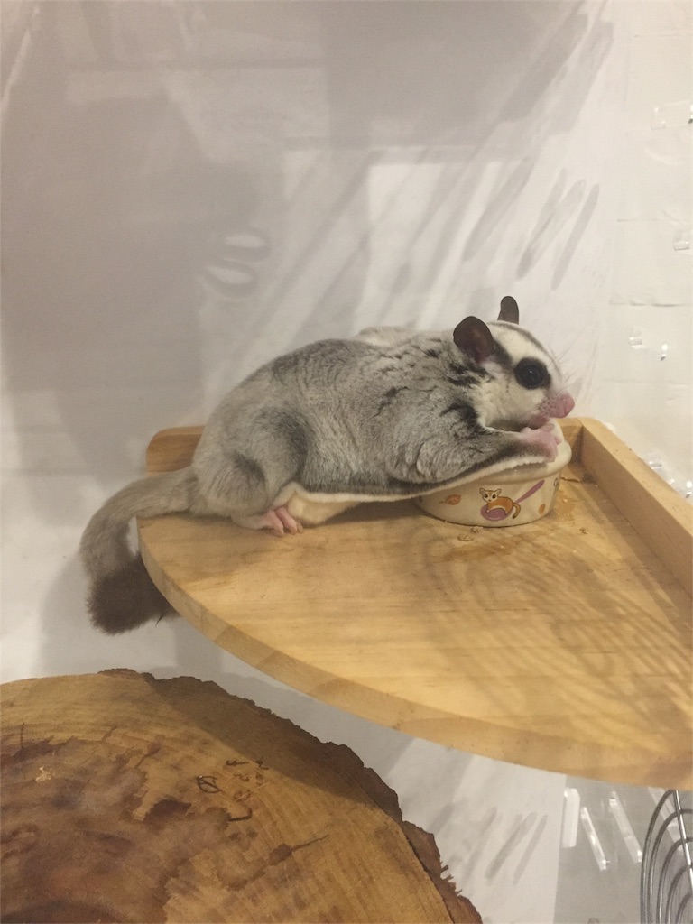 f:id:trebor77:20180615220247j:image