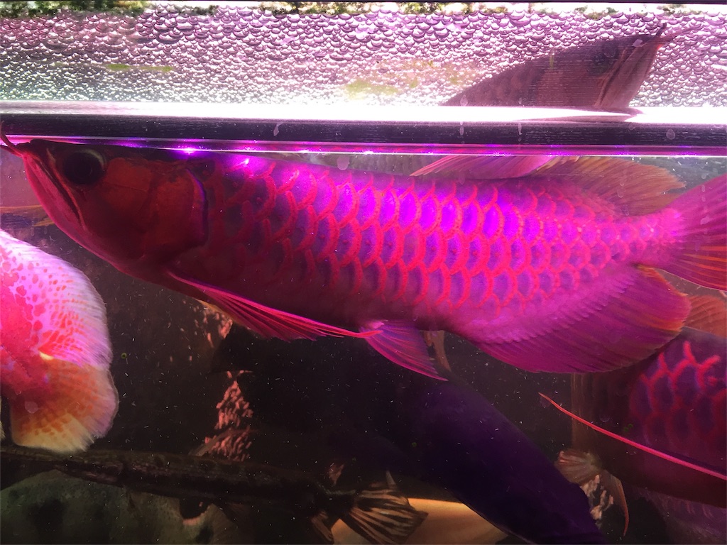 f:id:trebor77:20180620112919j:image