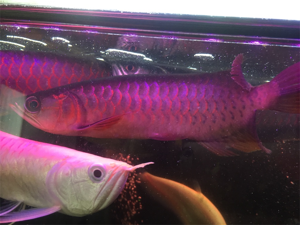 f:id:trebor77:20180624163439j:image