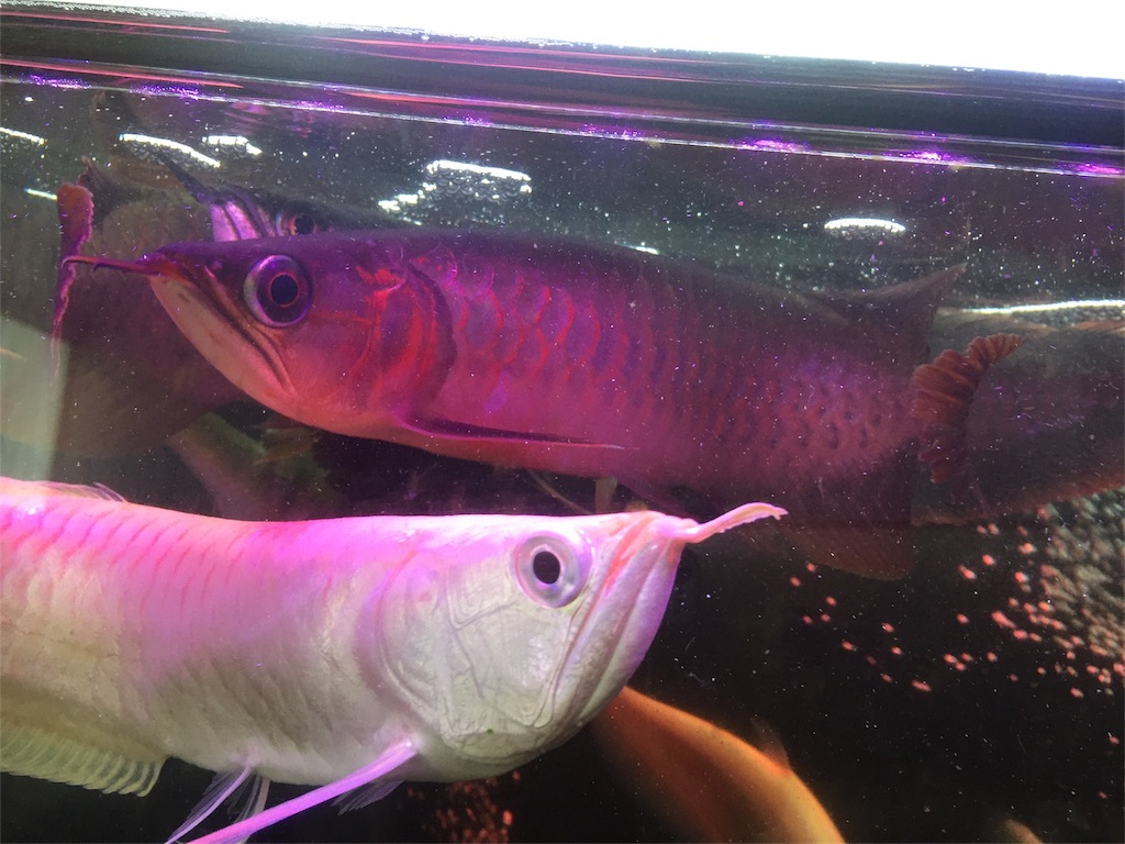 f:id:trebor77:20180624163452j:image