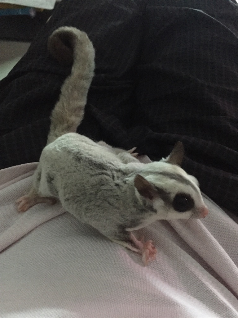 f:id:trebor77:20180627180330j:image