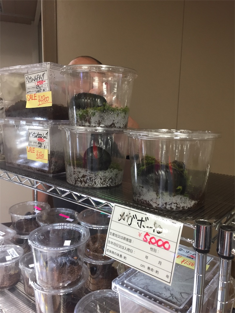 アクアリウムバス Mystic Forest クレステッドゲッコー ヒョウモントカゲモドキ レオパードゲッコー アジアアロワナ等の飼育日記 アクアリウムバス Mystic Forest クレステッドゲッコー ヒョウモントカゲモドキ レオパードゲッコー アジアアロワナ等の飼育日記