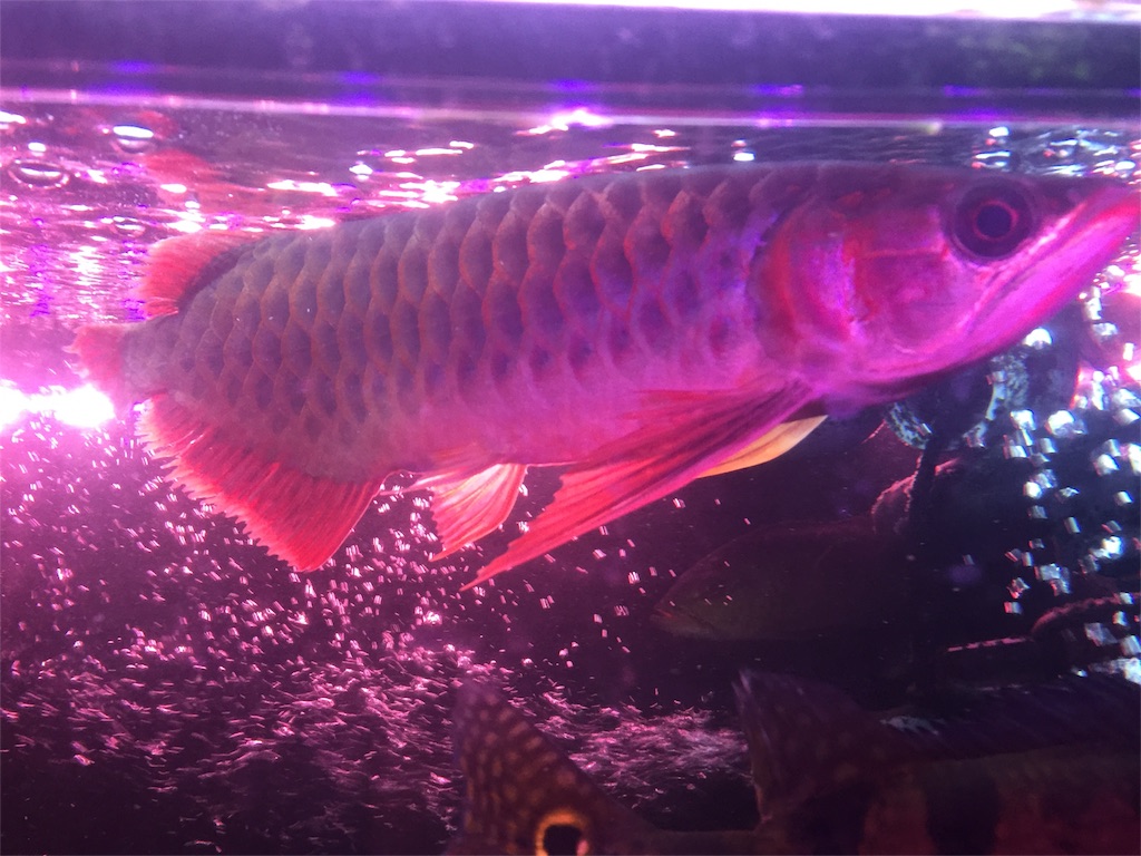 f:id:trebor77:20180725090344j:image