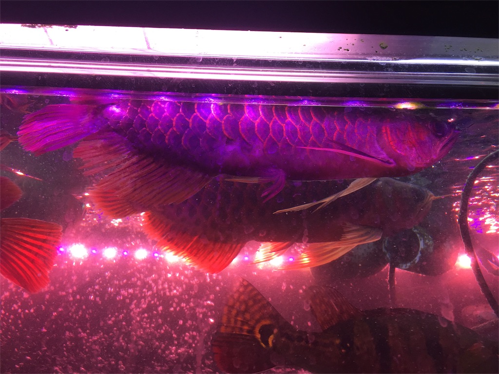 f:id:trebor77:20180731083224j:image