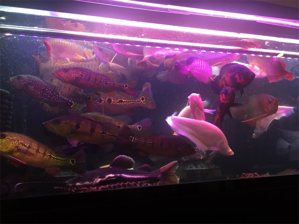 f:id:trebor77:20180805191716j:image f:id:trebor77:20180805191716j:image