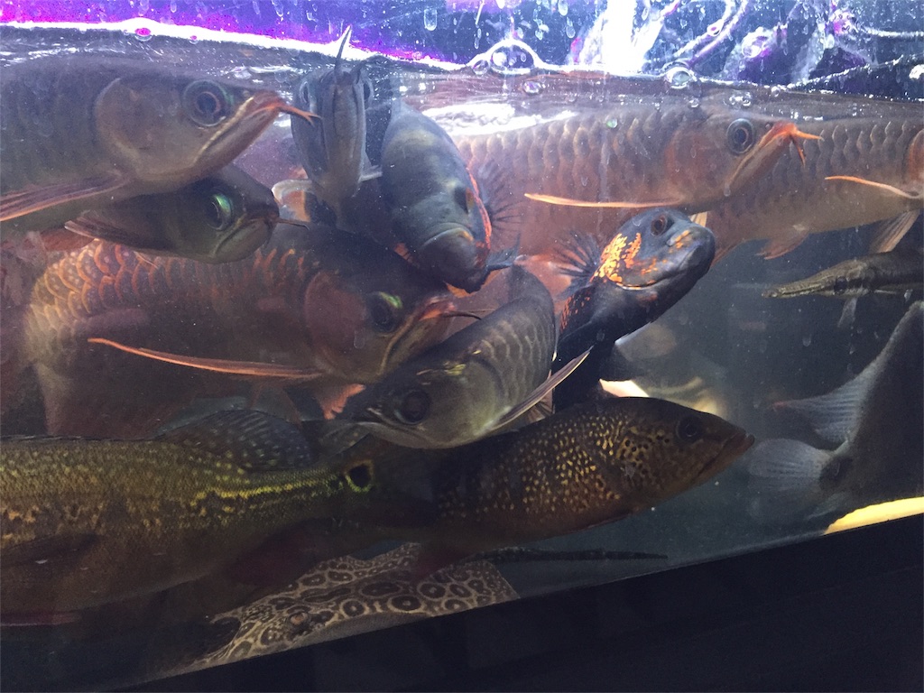 f:id:trebor77:20180819192001j:image f:id:trebor77:20180819192001j:image