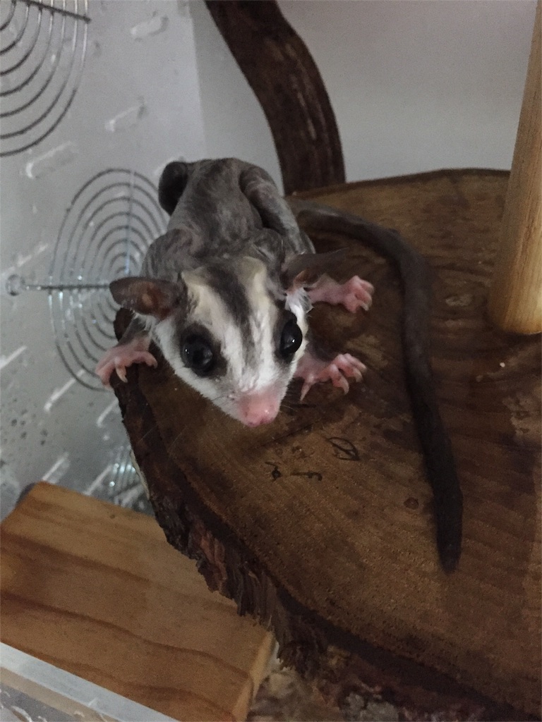 f:id:trebor77:20180819192147j:image f:id:trebor77:20180819192147j:image