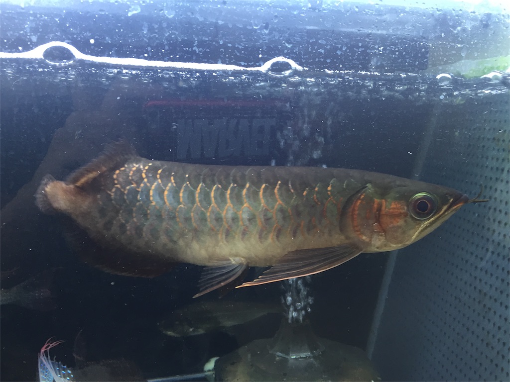 f:id:trebor77:20180902113818j:image