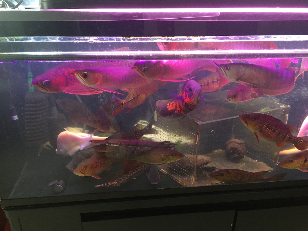 f:id:trebor77:20180902113859j:image