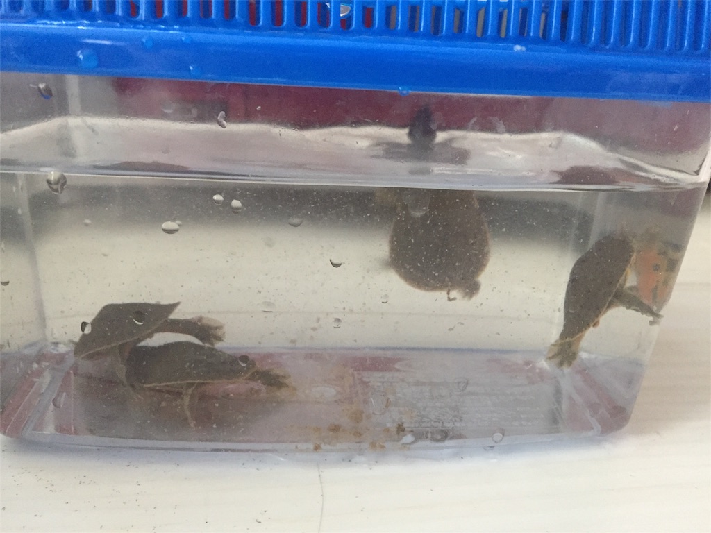 f:id:trebor77:20180902114128j:image