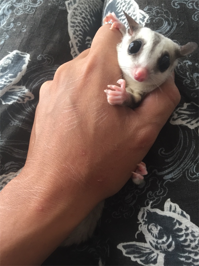 f:id:trebor77:20180902114145j:image