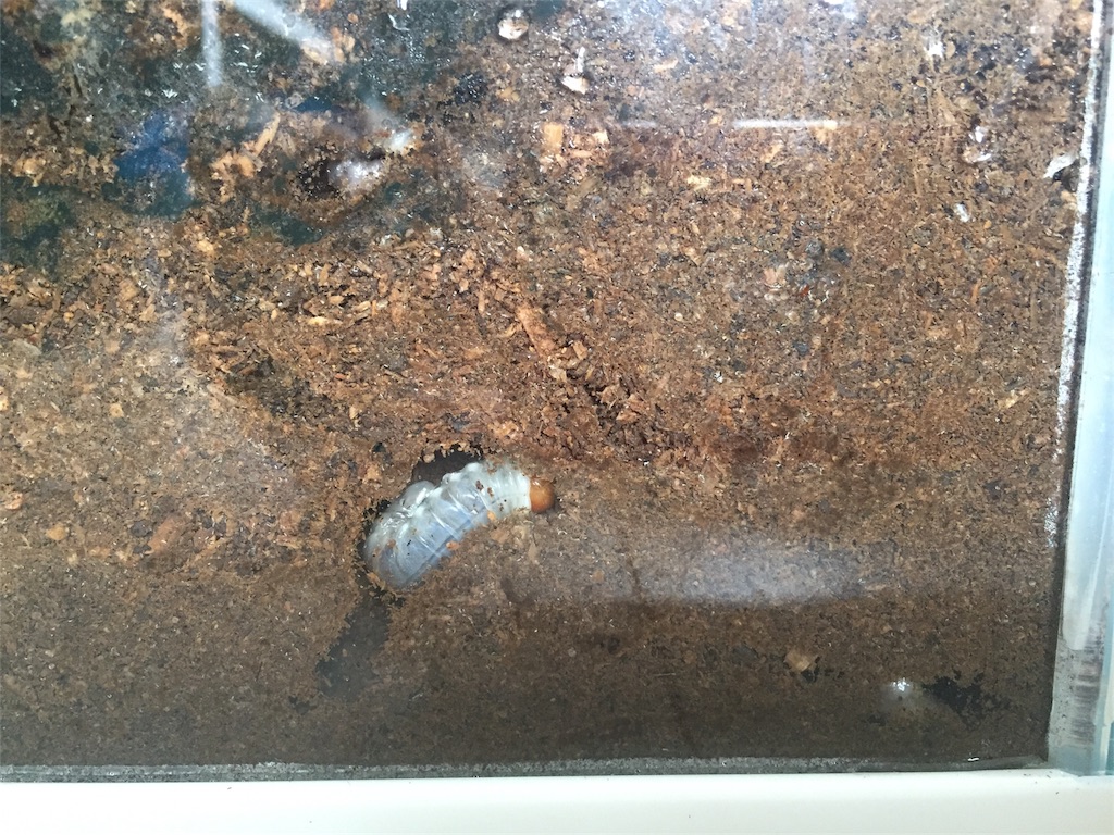 f:id:trebor77:20180902114244j:image