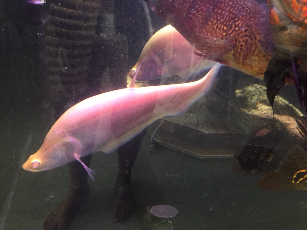 f:id:trebor77:20180910080308j:image