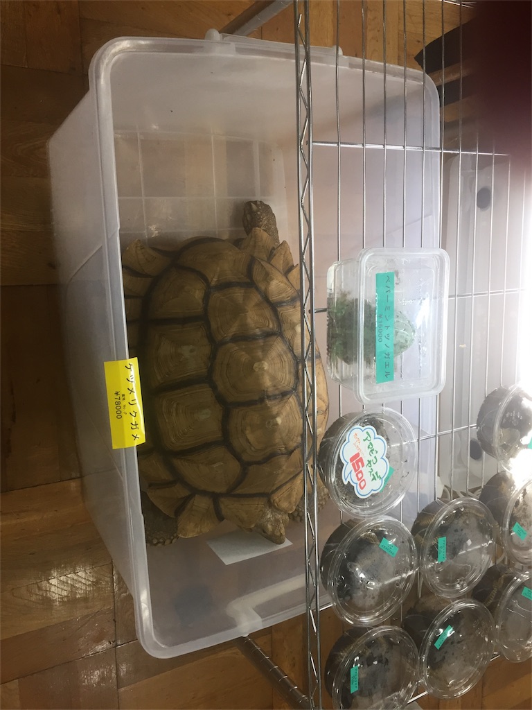 f:id:trebor77:20180916145636j:image