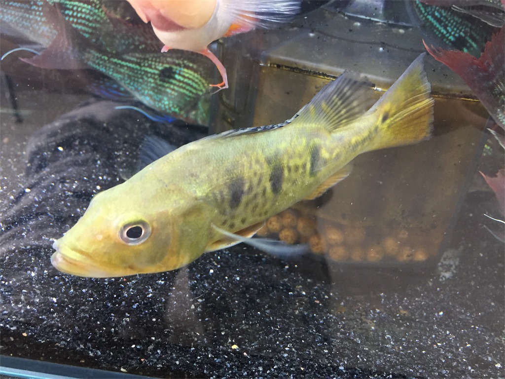 f:id:trebor77:20180917103735j:image