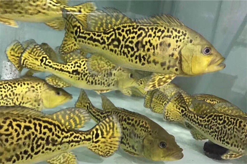 f:id:trebor77:20180917103909j:image