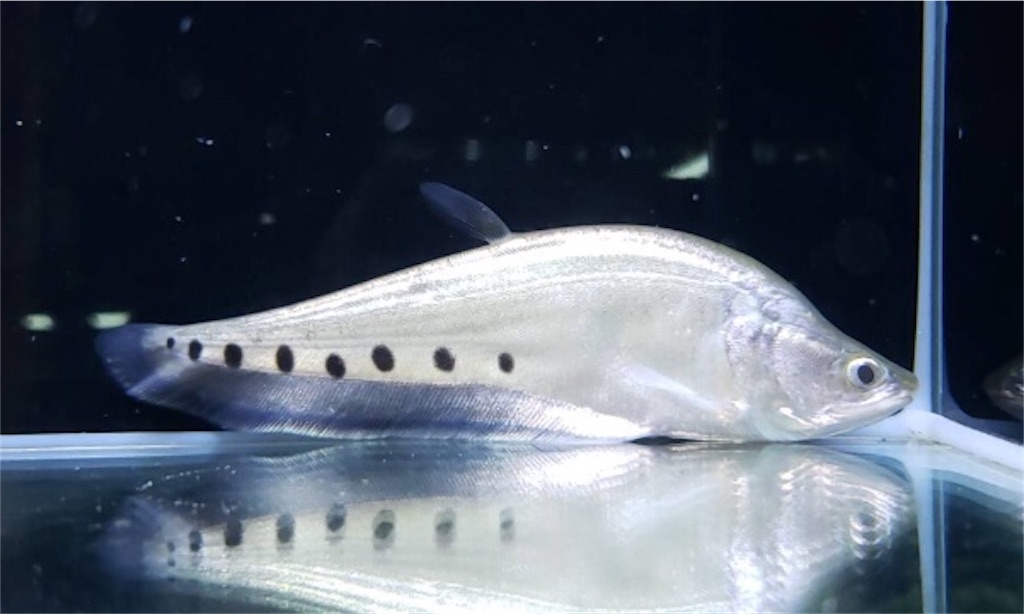 f:id:trebor77:20180917104009j:image