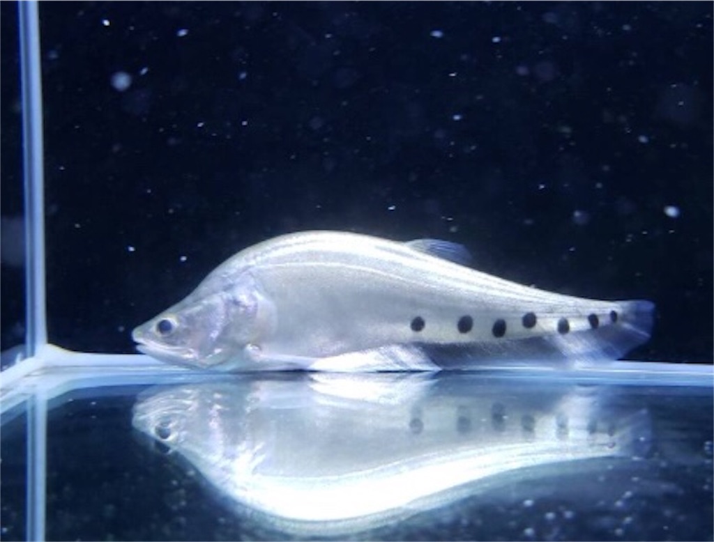 f:id:trebor77:20180917104012j:image