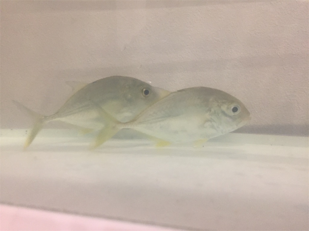 f:id:trebor77:20181014173333j:image