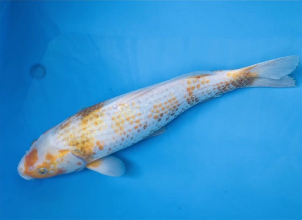 f:id:trebor77:20190413160541j:image