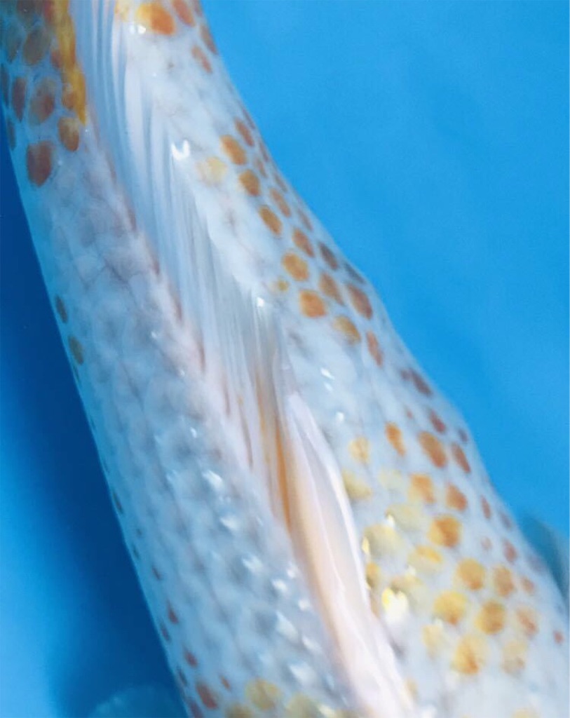 f:id:trebor77:20190413160555j:image