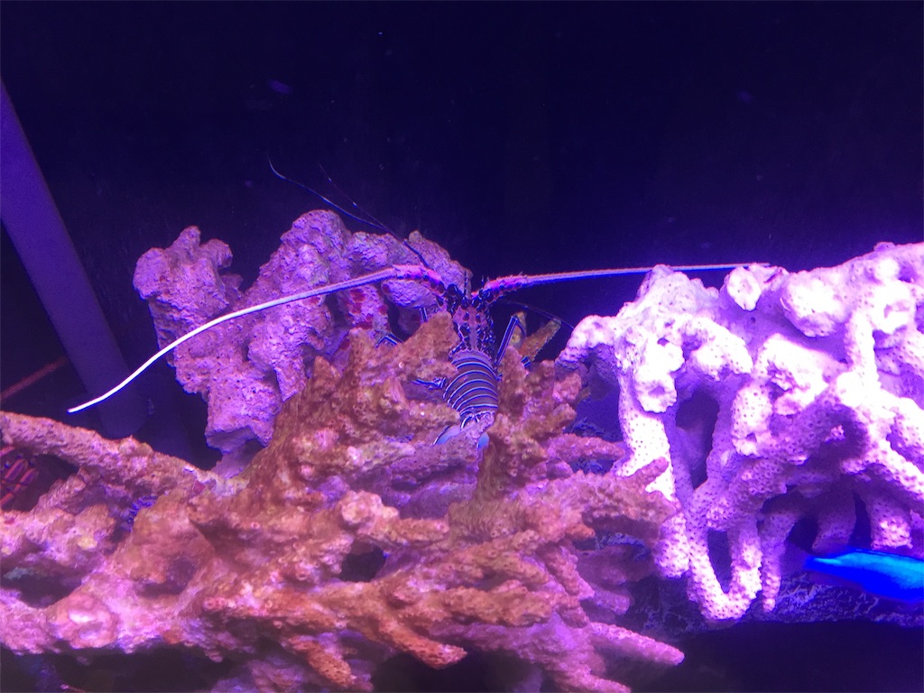 f:id:trebor77:20190530195148j:image