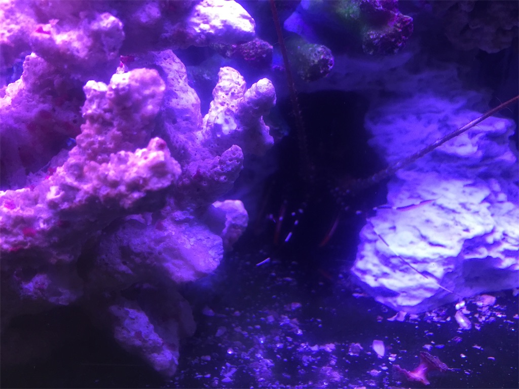 f:id:trebor77:20190530195206j:image